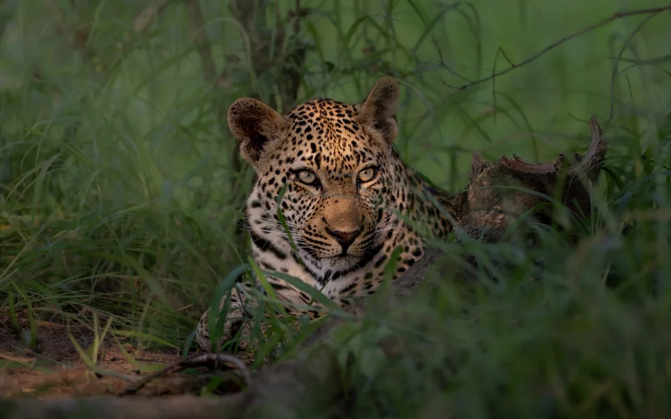 A leopard resting among green leaves and looking towards the camera