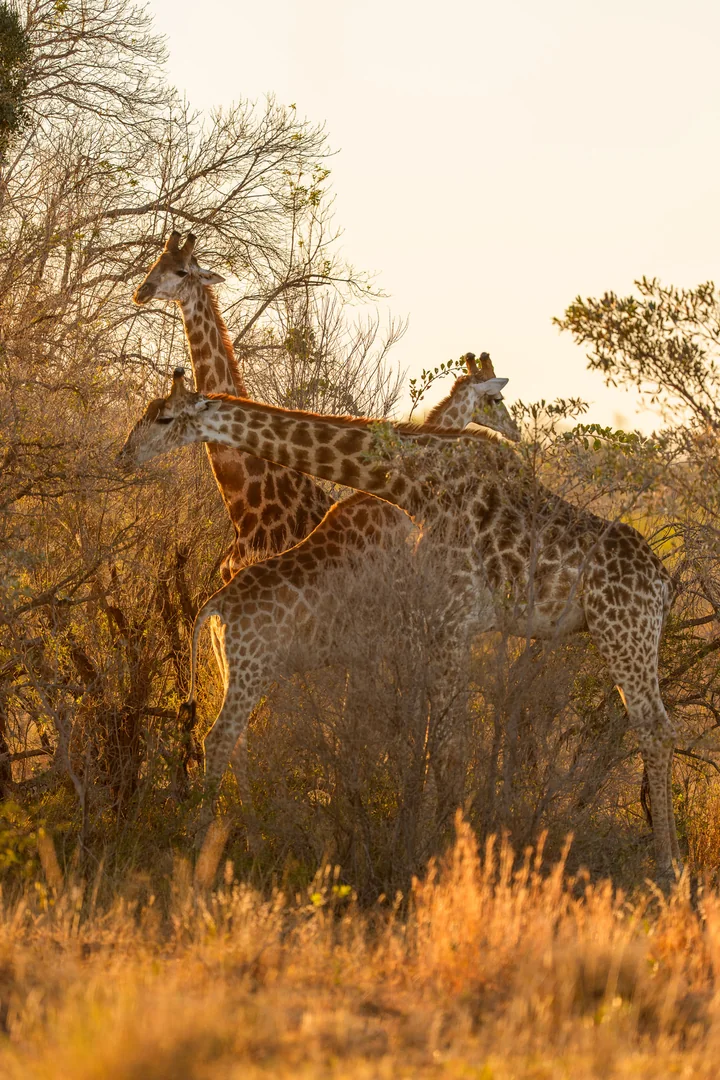 Giraffes standing among trees and golden grass in the evening light.