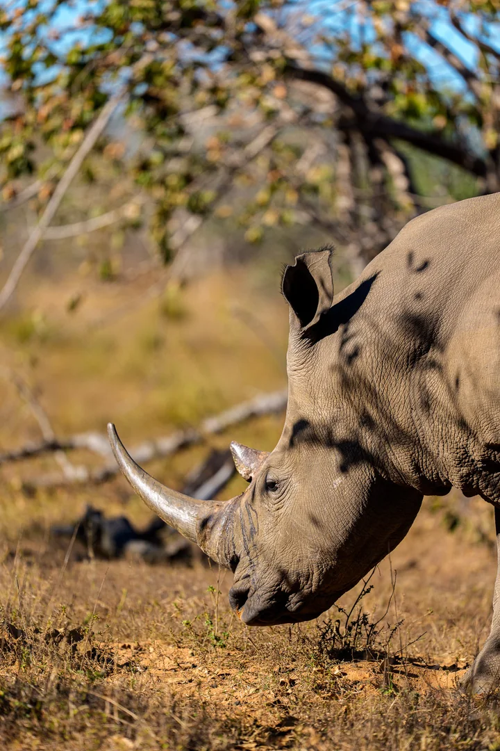 A rhinoceros grazing beneath trees in the African bush.