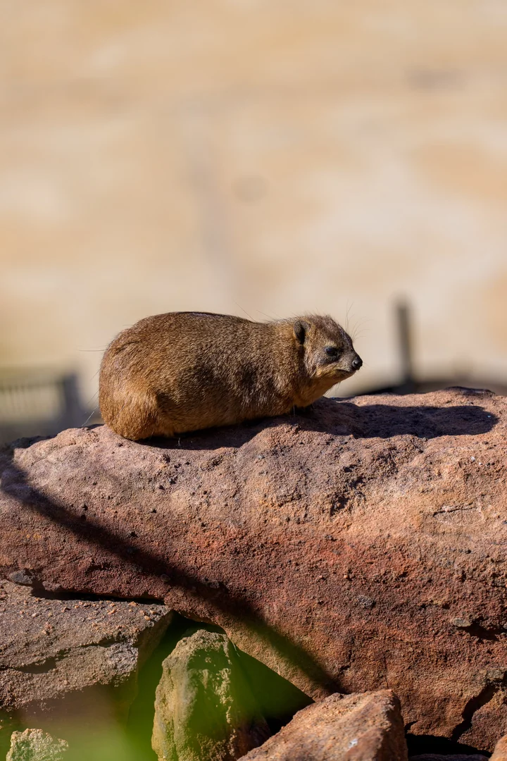 A rock hyrax resting on a sunlit rock.