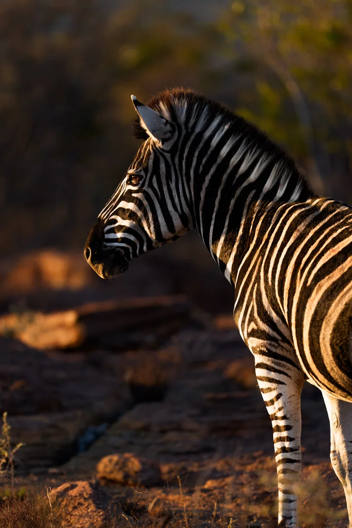 A zebra standing in warm light among rocks and trees.